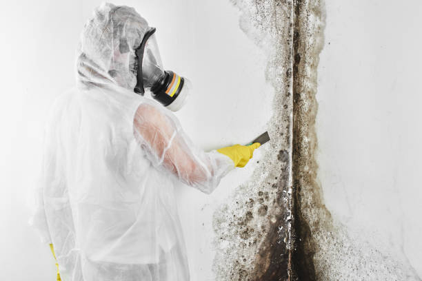 Why You Should Choose Our Mold Remediation Services in Audubon Park, NJ